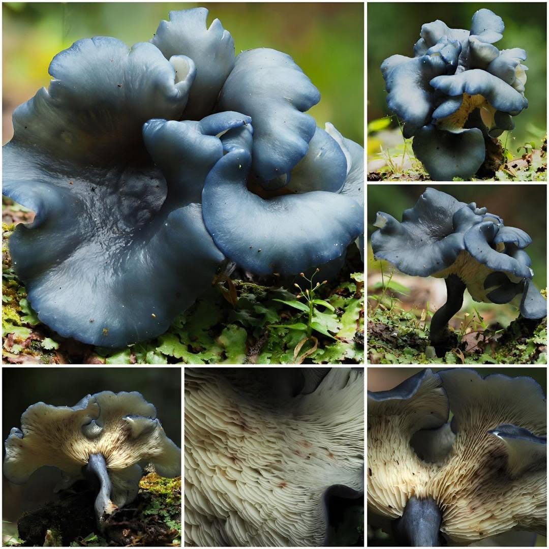 ITBC RESEARCHERS DISCOVER NEW MUSHROOM SPECIES IN KINABALU PARK 2