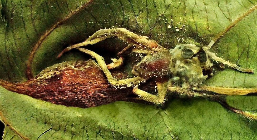 BORNEO’S HIDDEN “ZOMBIE FUNGI” TO FUTURE AGRICULTURAL SOLUTIONS 3