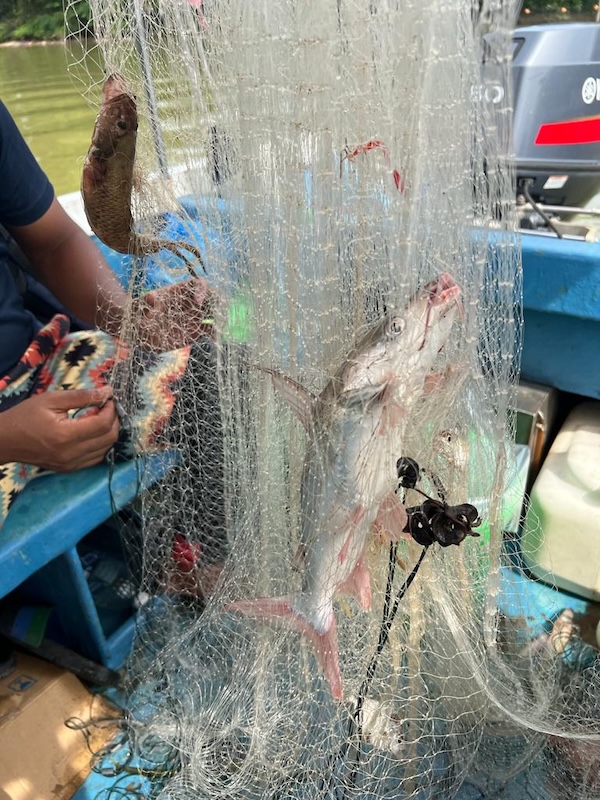 Fish Caught using Gill Net Image