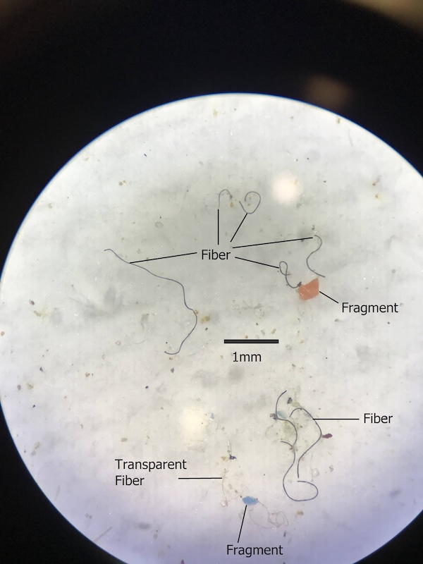 Microplastic Observed under Microscope Image