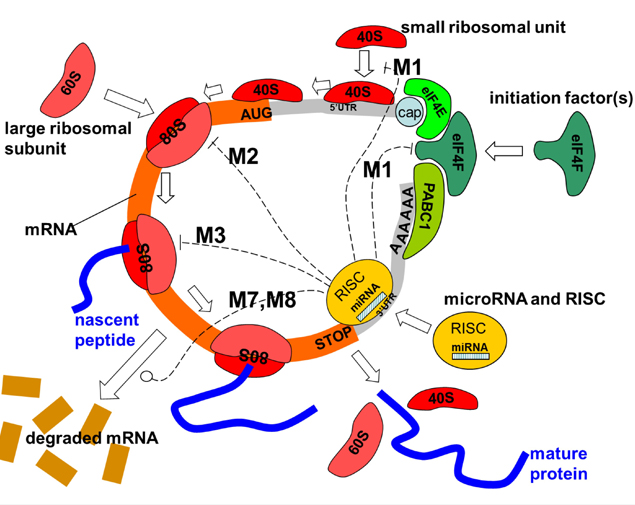 This image for Image Layouts addon
